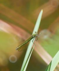 Calopteryx splendens