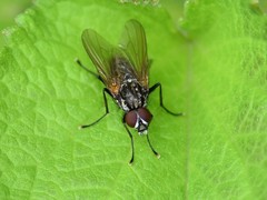 Hydrophoria lancifer