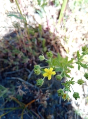 Potentilla intermedia