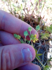 Potentilla intermedia