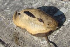 Drusia ibera