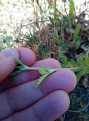 Potentilla intermedia