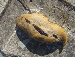 Drusia ibera