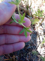 Potentilla intermedia