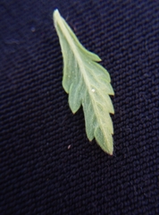 Potentilla intermedia