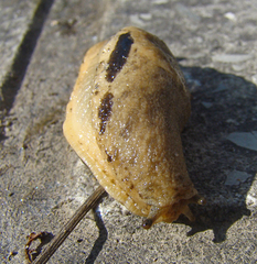 Drusia ibera
