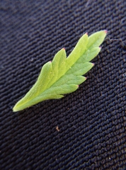 Potentilla intermedia