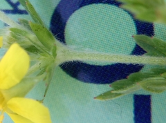 Potentilla intermedia