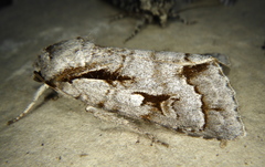 Acronicta quadrata