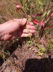 Potentilla intermedia