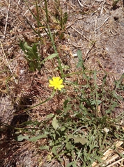 Crepis capillaris