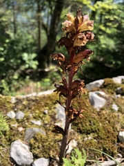 Orobanche reticulata
