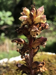 Orobanche reticulata