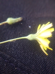Crepis capillaris