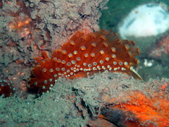 Antiopella cristata