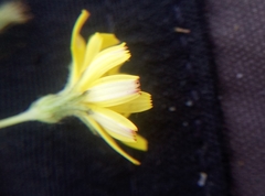 Crepis capillaris