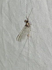 Maccaffertium pulchellum