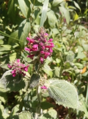 Stachys sylvatica