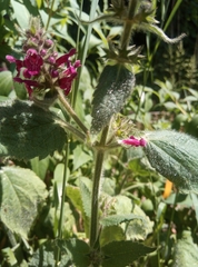 Stachys sylvatica