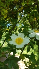 Rosa arvensis