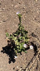Phacelia grandiflora