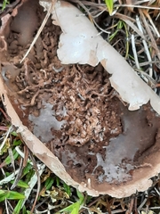 Sarcosphaera coronaria