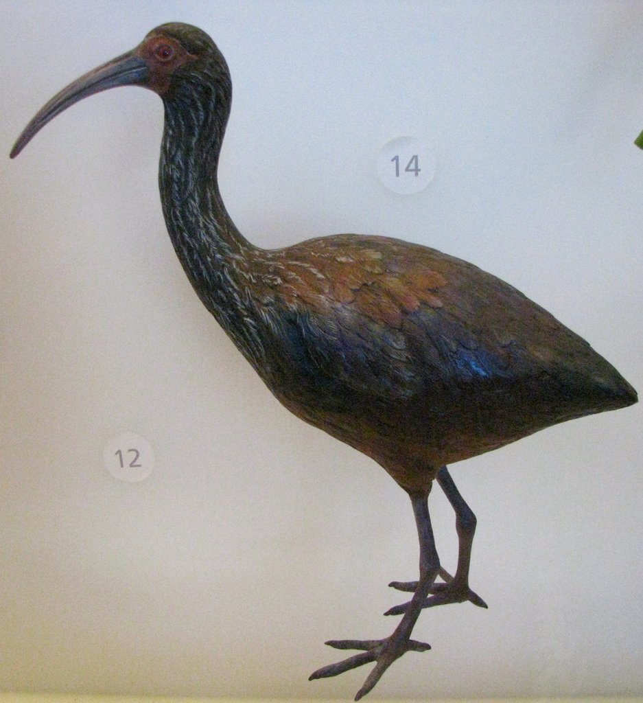 Hawaiian Flightless Ibises