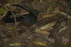 Rhodinocichla rosea