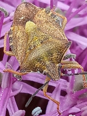 Carpocoris purpureipennis