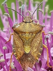 Carpocoris purpureipennis