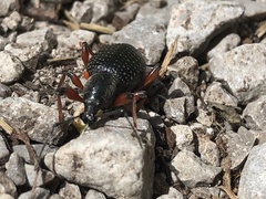 Otiorhynchus coecus