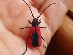 Purpuricenus kaehleri