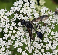 Isodontia mexicana