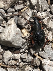 Otiorhynchus coecus