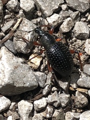 Otiorhynchus coecus