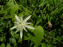 Passiflora capsularis