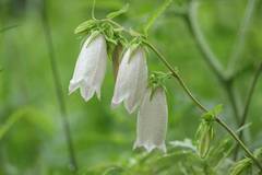 Campanula punctata punctata