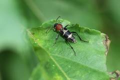 Xylotrechus rufilius