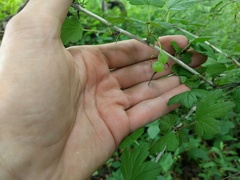 Ribes missouriense