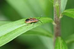 Arocatus melanostoma