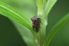 Machaerotypus sibiricus