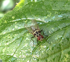 Anthomyia pluvialis