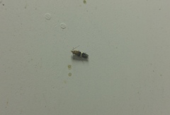 Aproaerema polychromella