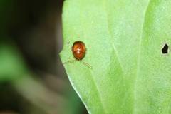 Sphaeroderma tarsatum