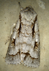 Acronicta quadrata