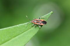 Arocatus melanostoma