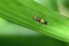 Cosmopterix fulminella