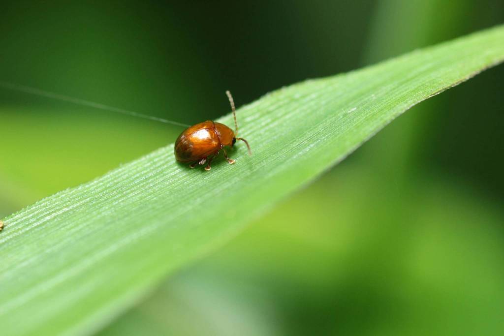 Sphaeroderma tarsatum
