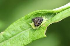Cassida fuscorufa