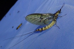 Ephemera danica